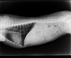 Röntgenbild einer Dackel-Hündin